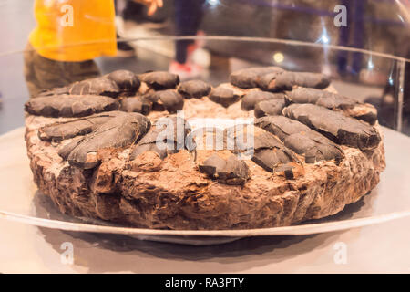 Fossil of dinosaur eggs. Ancient dinosaur eggs lay around Stock Photo