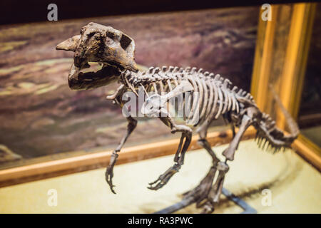 Beijing China, October 16, 2018: Dinosaur skeleton, tyrannosaurus rex in the dramatic light Stock Photo