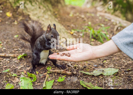 Feeding the squirrel in the autumn park. Hand of a man with a nuts. The squirrel is on a tree, eats from the palm, pretty autumn day. Outdoors, copy space, close up Stock Photo