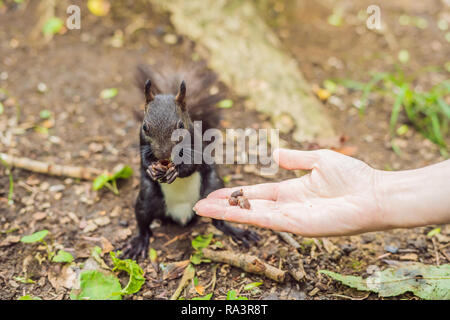 Feeding the squirrel in the autumn park. Hand of a man with a nuts. The squirrel is on a tree, eats from the palm, pretty autumn day. Outdoors, copy space, close up Stock Photo