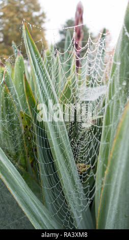 Dew drops in a spider web hanging between leaves of a spiky yukka plant Stock Photo