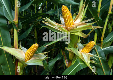 Three peeled corncobs in the cornfield Stock Photo