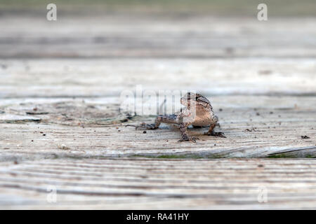 A prairie lizard stands on the wooden deck. Also known as a Northern Fence lizard. Stock Photo