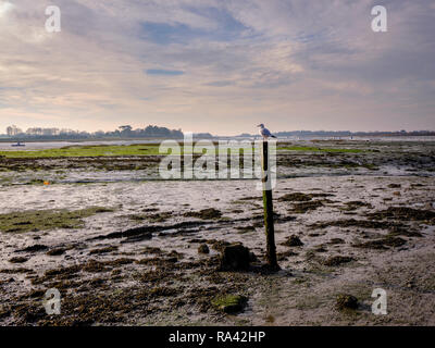 A gull sits on a post at low tide in Bosham Harbour near Chichester, West Sussex UK. Stock Photo