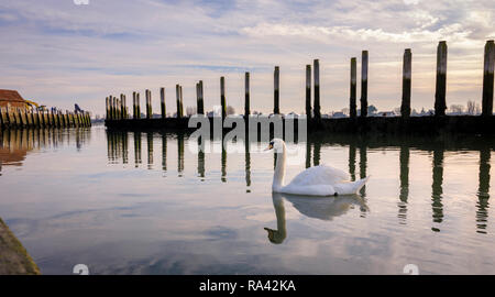 Swans at low tide at Bosham Harbour near Chichester, West Sussex UK. Stock Photo