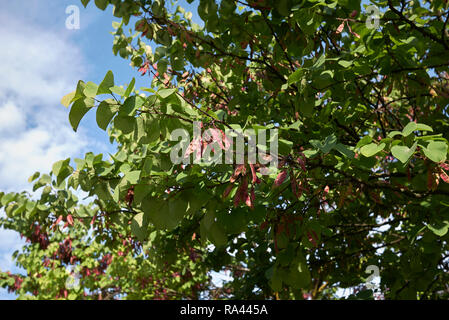 Cercis siliquastrum branch with seed pods Stock Photo