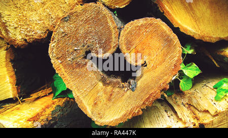 Wood pile in the forest ready for winter time. Heart-shaped peace of chopped wood. Stock Photo