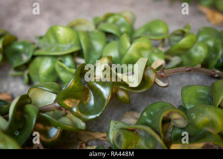 Hoya carnosa compacta Stock Photo