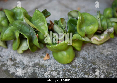 Hoya carnosa compacta Stock Photo