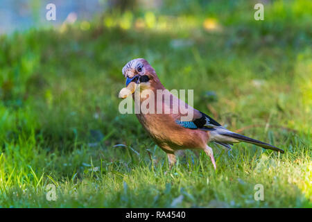 Eurasian jay perched on branch Stock Photo