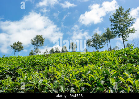 Close up of young fresh tea leaf plants shrubs at an Indian tea plantation with Silver Oak trees in the back ground. Stock Photo