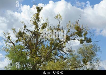 Half dead tree with Mistletoe (Viscum album), Ueckermünde, Szczecin Lagoon, Mecklenburg-Western Pomerania, Germany Stock Photo