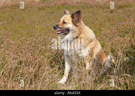 Shepherd dog, Lüneburg Heath near Wilsede, Lower Saxony, Germany Stock Photo