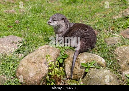 Oriental small-clawed otter (Aonyx cinerea), Wildpark Schwarze Berge, rose garden, Lower Saxony, Germany Stock Photo