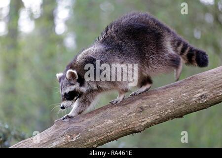 Raccoon (Procyon lotor) walking on tree trunk, captive, Lower Saxony, Germany Stock Photo