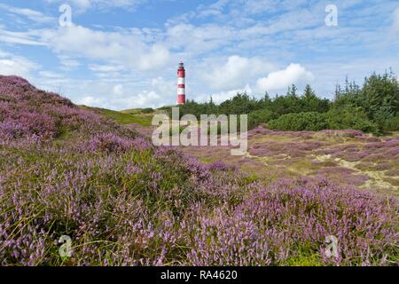 Flowering heather, lighthouse, Amrum, North Frisia, Schleswig-Holstein, Germany Stock Photo