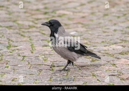 Hooded crow stolling on a road paved with setts Stock Photo