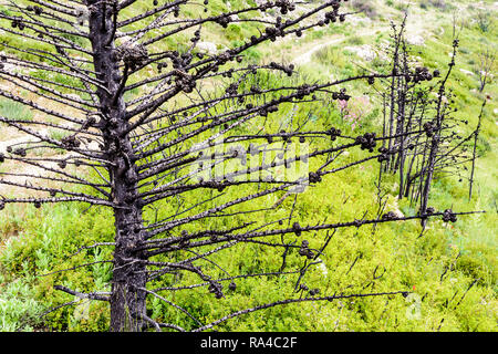 A small cypress tree burnt by a wildfire one year ago in the massif des Calanques near Marseille, France. Stock Photo