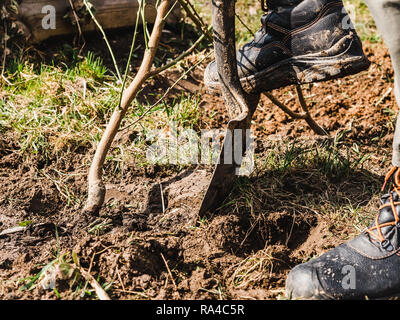 Trees with buds on the background of the rays of the spring sun. Concept of gardening and tree protection Stock Photo