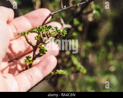 Trees with buds on the background of the rays of the spring sun. Concept of gardening and tree protection Stock Photo