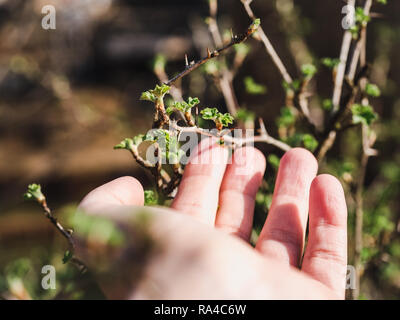 Trees with buds on the background of the rays of the spring sun. Concept of gardening and tree protection Stock Photo