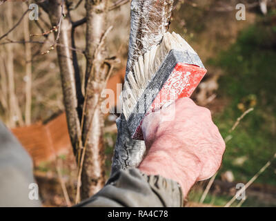 Trees with buds on the background of the rays of the spring sun. Concept of gardening and tree protection Stock Photo