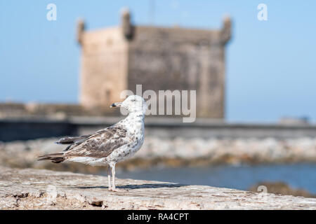 Seagull Standing on a Wall on the Shore of Essaouira, Marrakesh-Safi, Morocco Stock Photo
