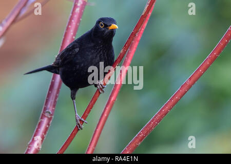 Common Blackbird (Turdus merula), adult male perched on Dogwood shrub in garden, West Midlands, December Stock Photo