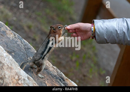 Golden-mantled Ground Squirrel (Spermophilus lateralis) touching a girl's hand, Banff National Park, Rocky Mountains, Alberta, Canada Stock Photo