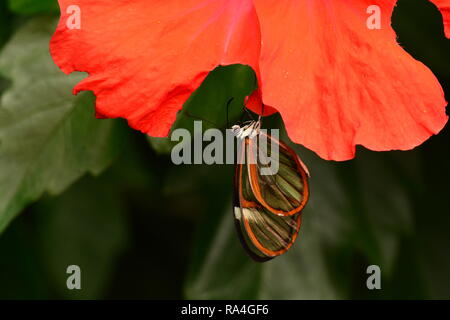 Glasswing butterfly on a red hibiscus bloom in the gardens. Stock Photo