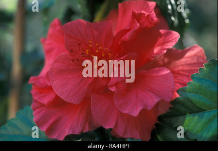 RED HIBISCUS DOUBLE FLOWER (HIBISCUS ROSA-SINENSIS) Stock Photo