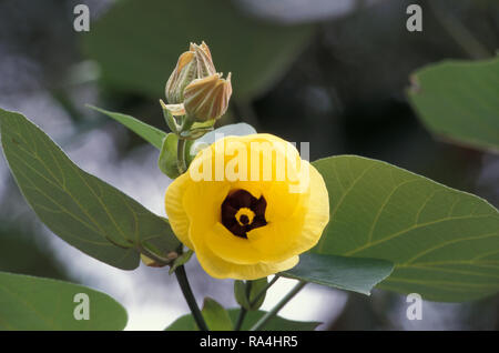 YELLOW FLOWER AND BUDS OF HIBISCUS TILIACEUS RUBRA COMMONLY KNOWN BY SEVERAL NAMES AS SEA HIBISCUS, NATIVE ROSELLA & COTTONWOOD. AUSTRALIA. Stock Photo