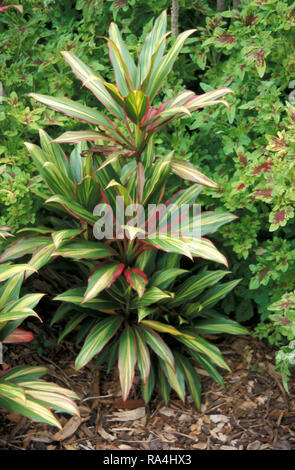 CORDYLINE FRUTICOSA (KNOWN AS GOOD LUCK PLANT) Stock Photo