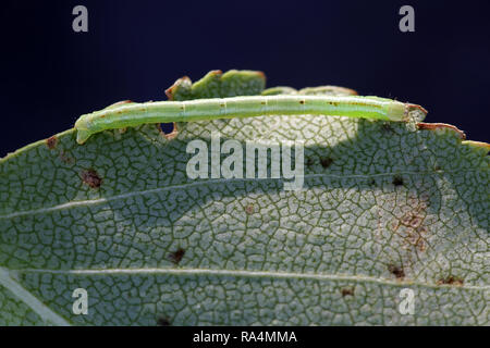 Common white wave moth caterpillar, Cabera pusaria Stock Photo