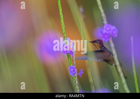 Ruby topaz (Chrysolampis mosquitus) hovering next to violet flower, bird in flight, caribean Trinidad and Tobago, natural habitat, hummingbird with re Stock Photo