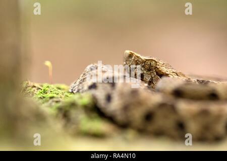 Common lancehead, Bothrops atrox, in its natural environment, tropical forest, snake close-up from Trinidad and Tobago, dangerous animal, exotic adven Stock Photo