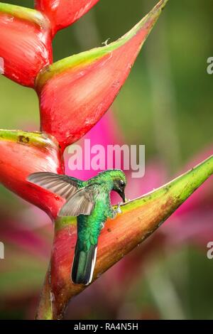 Hummingbird (White-tailed sabrewing) sitting and drinking nectar from its favourite red flower. Cute tiny bird perching on big blossom, green backgrou Stock Photo