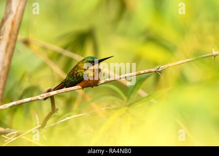 Rufous-tailed Jacamar sitting on bamboo branch caribbean forest. Trinidad and Tobago, colorful exotic bird, bird waiting on branch and catching insect Stock Photo