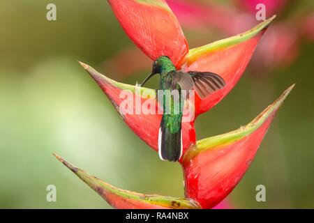 White-tailed sabrewing sitting on red flower, caribean tropical forest, Trinidad and Tobago, natural habitat, beautiful hummingbird sucking nectar,col Stock Photo