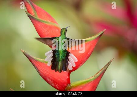 White-tailed sabrewing sitting on red flower, caribean tropical forest, Trinidad and Tobago, natural habitat, beautiful hummingbird sucking nectar,col Stock Photo