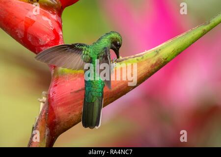 White-tailed sabrewing sitting on red flower, caribean tropical forest, Trinidad and Tobago, natural habitat, beautiful hummingbird sucking nectar,col Stock Photo