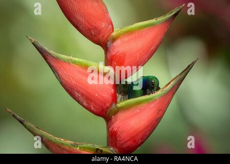 White-tailed sabrewing sitting on red flower, caribean tropical forest, Trinidad and Tobago, natural habitat, beautiful hummingbird sucking nectar,col Stock Photo