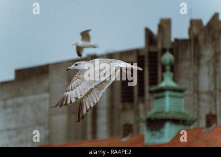 A seagull flying in Bergen, Norway Stock Photo