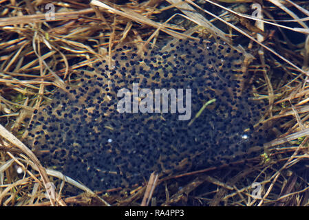 Frogspawn is a soft substance like jelly which contains the eggs of a ...
