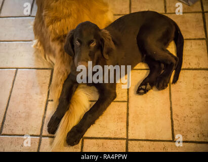Retrievers Stock Photo