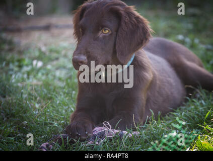 Retrievers Stock Photo