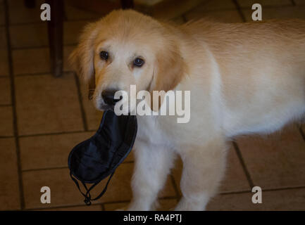 Retrievers Stock Photo