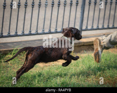 Retrievers Stock Photo