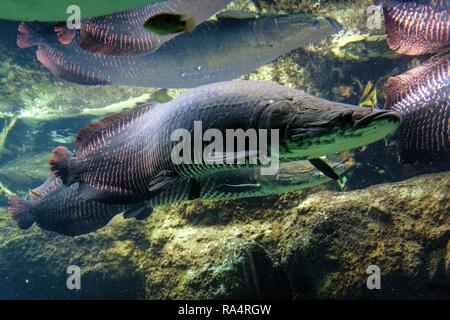 Akwarium tropikalne rejonu amazonki - Arapaima - najwieksza ryba slodkowodna swiata zwana takze Piraruku  Tropical sweet water fish Arapaima Gigas, known also as Pirarucu in tropical aquarium in a zoo Stock Photo