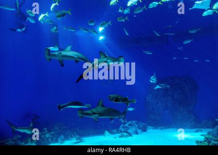 Duze akwarium oceaniczne z wieloma gatunkami ryb w oceanarium zoologicznym Large scale sealife oceanarium with many species of underwater animals in a zoological aquarium Stock Photo